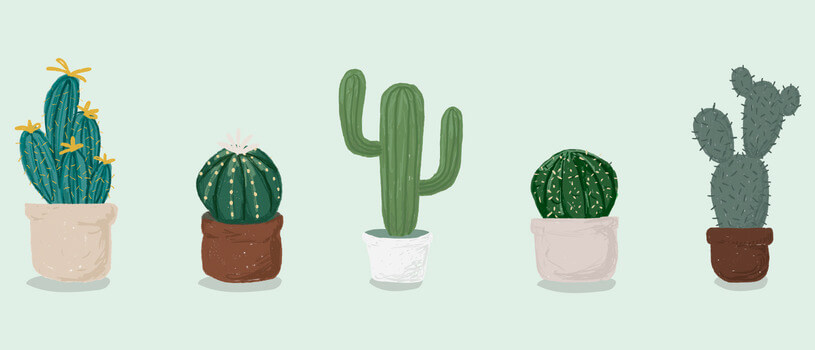 Liven up people's workspaces with succulents, which make unique corporate gifts.